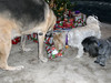 Lindsay > Dec 25, 2008: Puppies get presents too!