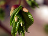 April 23, 2008: 75 degrees today - So many spring buds out!