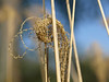 April 26, 2008: Blowing in the wind