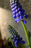 April 27, 2008: Spring flowers...