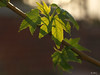 May 6, 2008: Sunset through branches