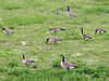 May 22, 2008: Geese....my dogs went nuts when we went for a walk this morning