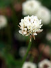 May 30, 2008: Weeds