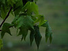 June 3, 2008: rainy day
