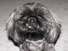 August 5, 2008: Snaggle tooth - but we love him!