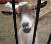 Sept 27, 2008: A trip to Yates Cider Mill