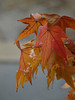 Nov 16, 2008